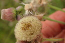 Слика од Erigeron primulifolius (Lam.) Greuter