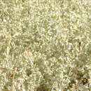 Image of Atriplex argentina Speg.