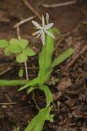 Image of Chlorophytum borivilianum Santapau & R. R. Fern.