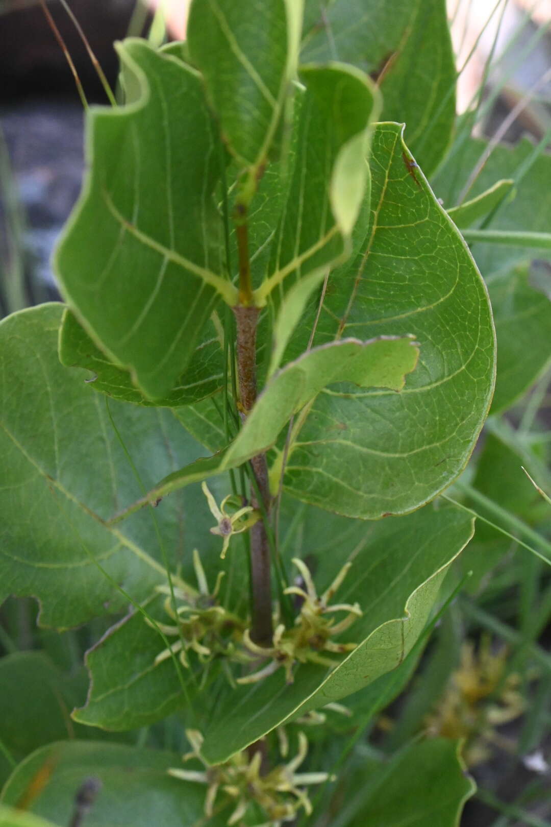 Vangueria venosa (Hochst.) Sond. resmi