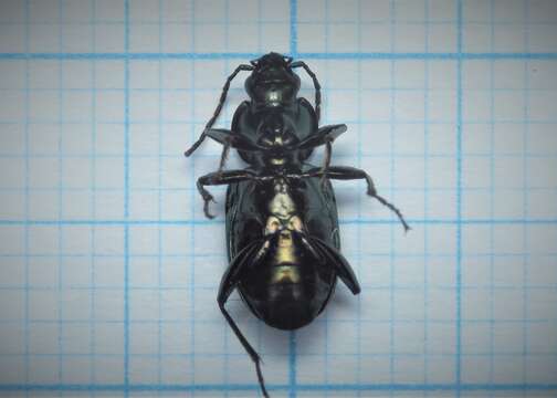 Image of six-point ground beetle