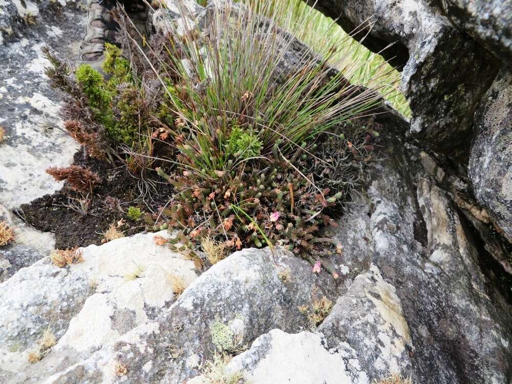 Erica goatcheriana var. petrensis L. Bol. resmi