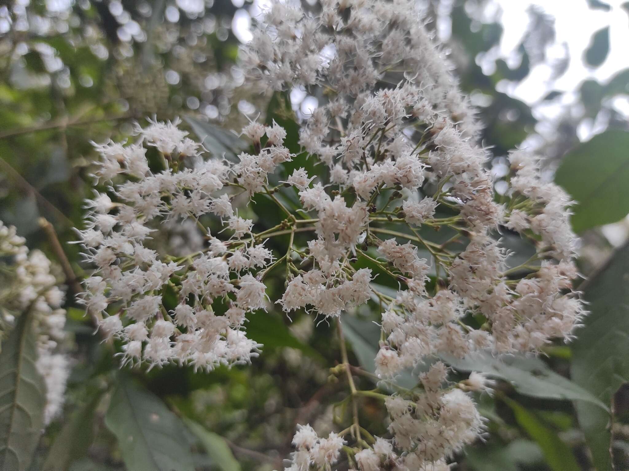 Image of Ageratina ligustrina (DC.) R. King & H. Rob.