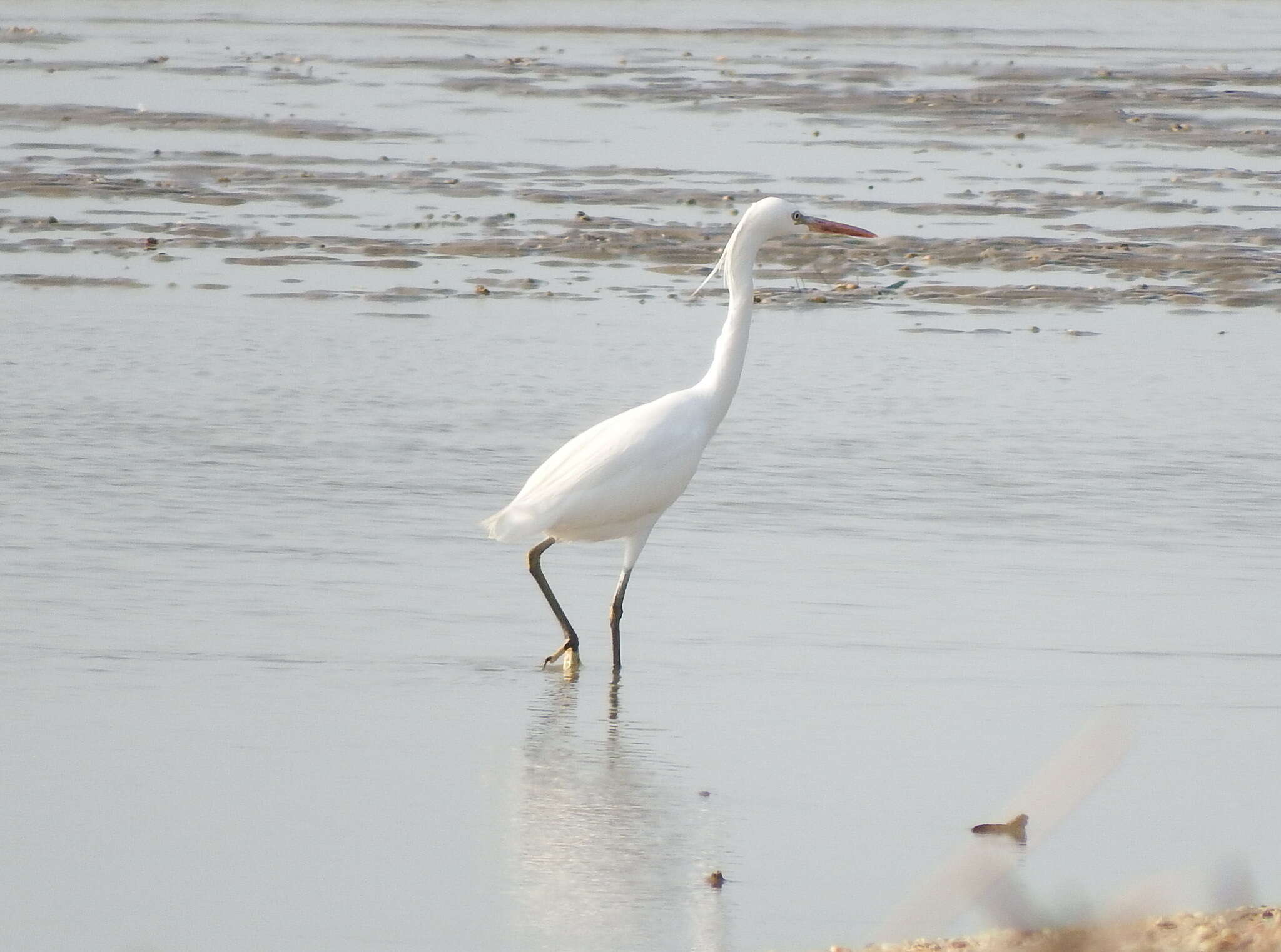 Imagem de Egretta eulophotes (Swinhoe 1860)