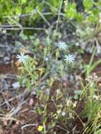 Image of <i>Silene aethiopica</i>