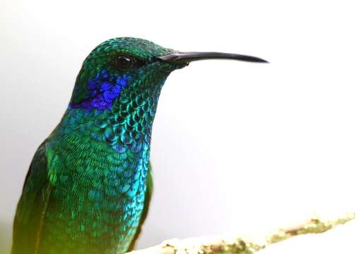 Image of Lesser Violetear