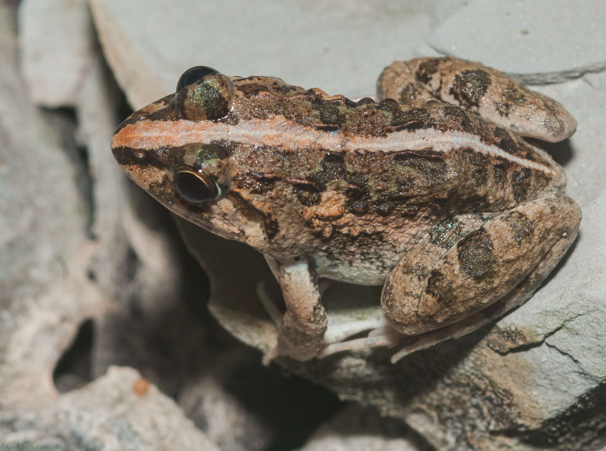 Image of Asian Grass Frog