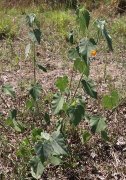 Image of false Indianmallow