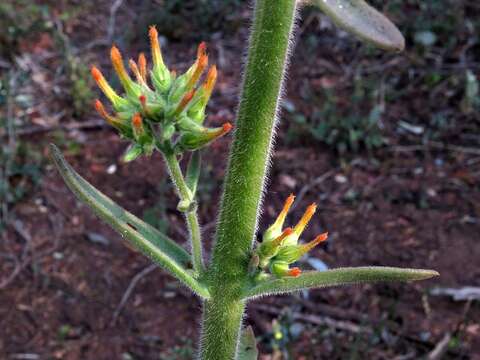 Kalanchoe lanceolata (Forsk.) Persoon resmi