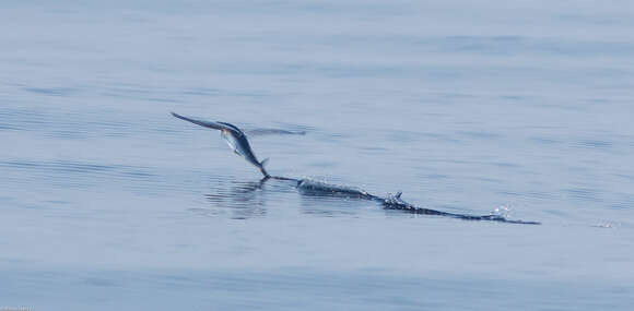 Image of Bennett's Flyingfish