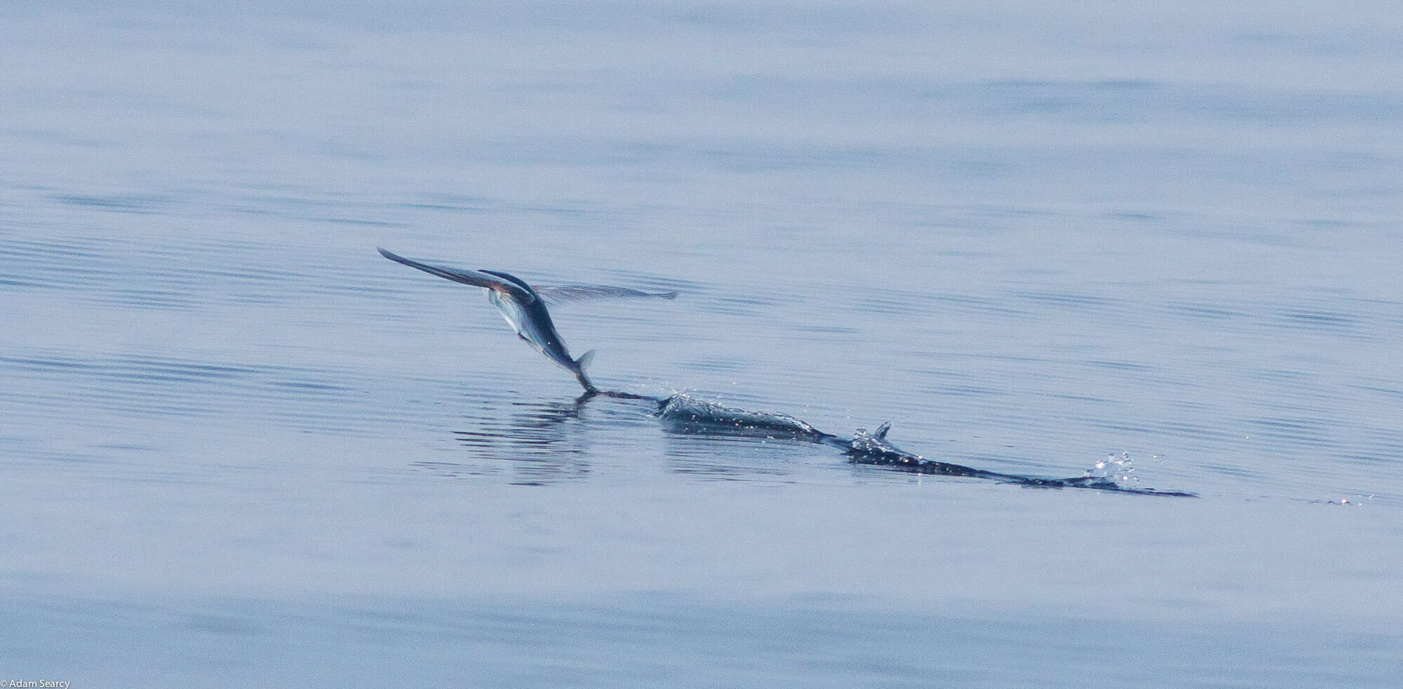 Image of Bennett's Flyingfish