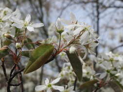 Image de Amelanchier lamarckii F. G. Schroed.