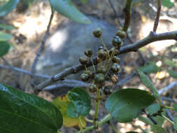 Ceanothus velutinus Dougl. resmi