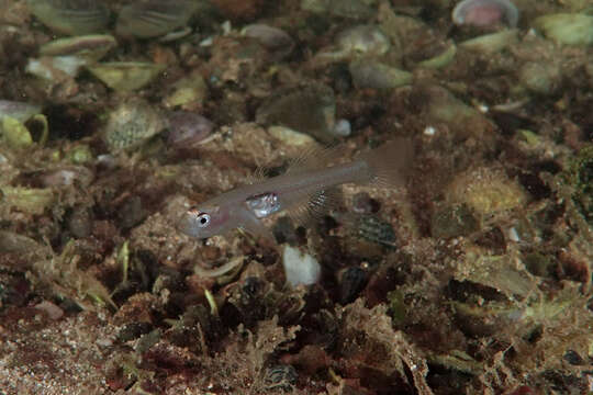 Image of Glass goby