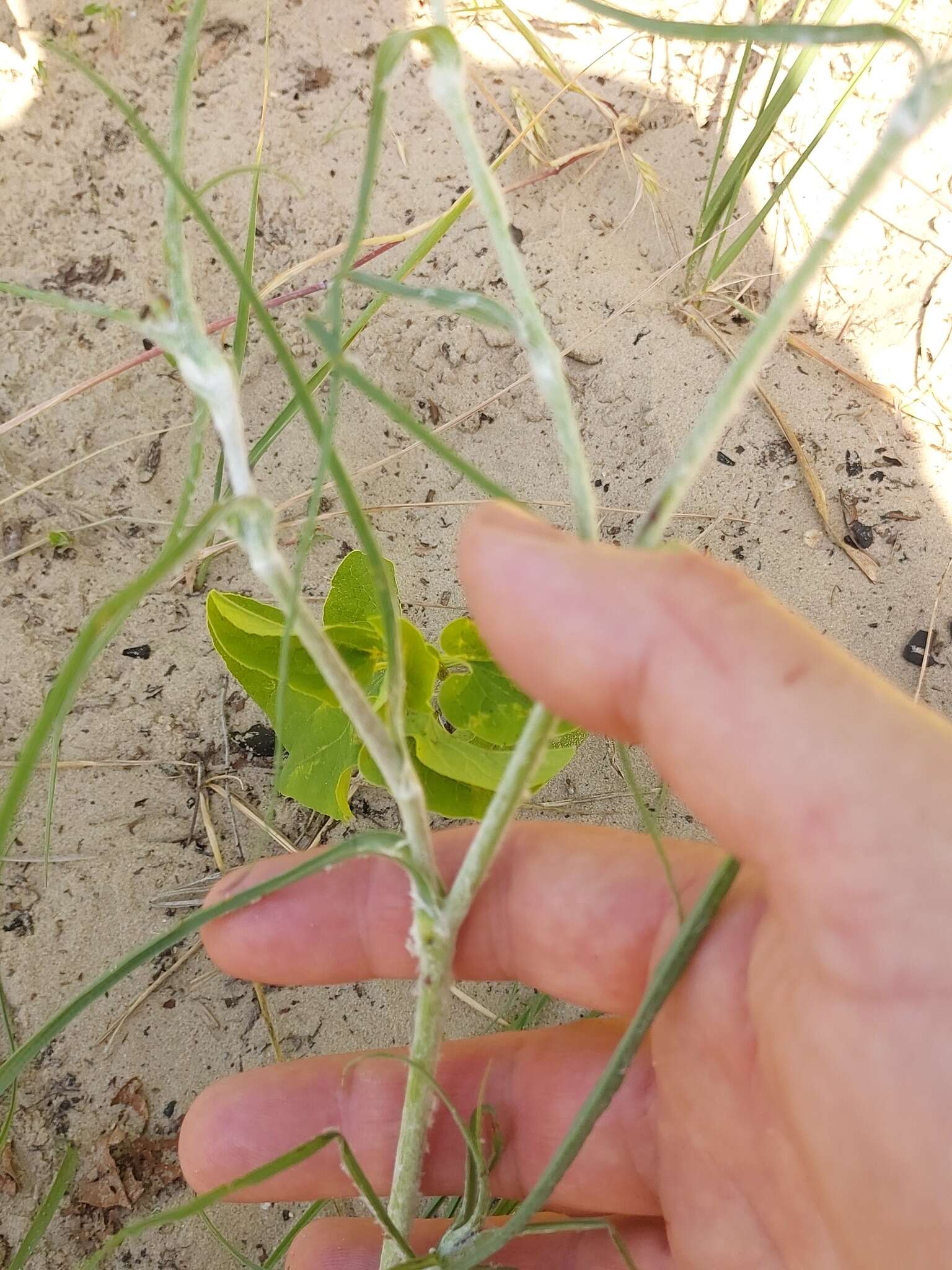 Sivun Tragopogon ucrainicus Artemczuk kuva