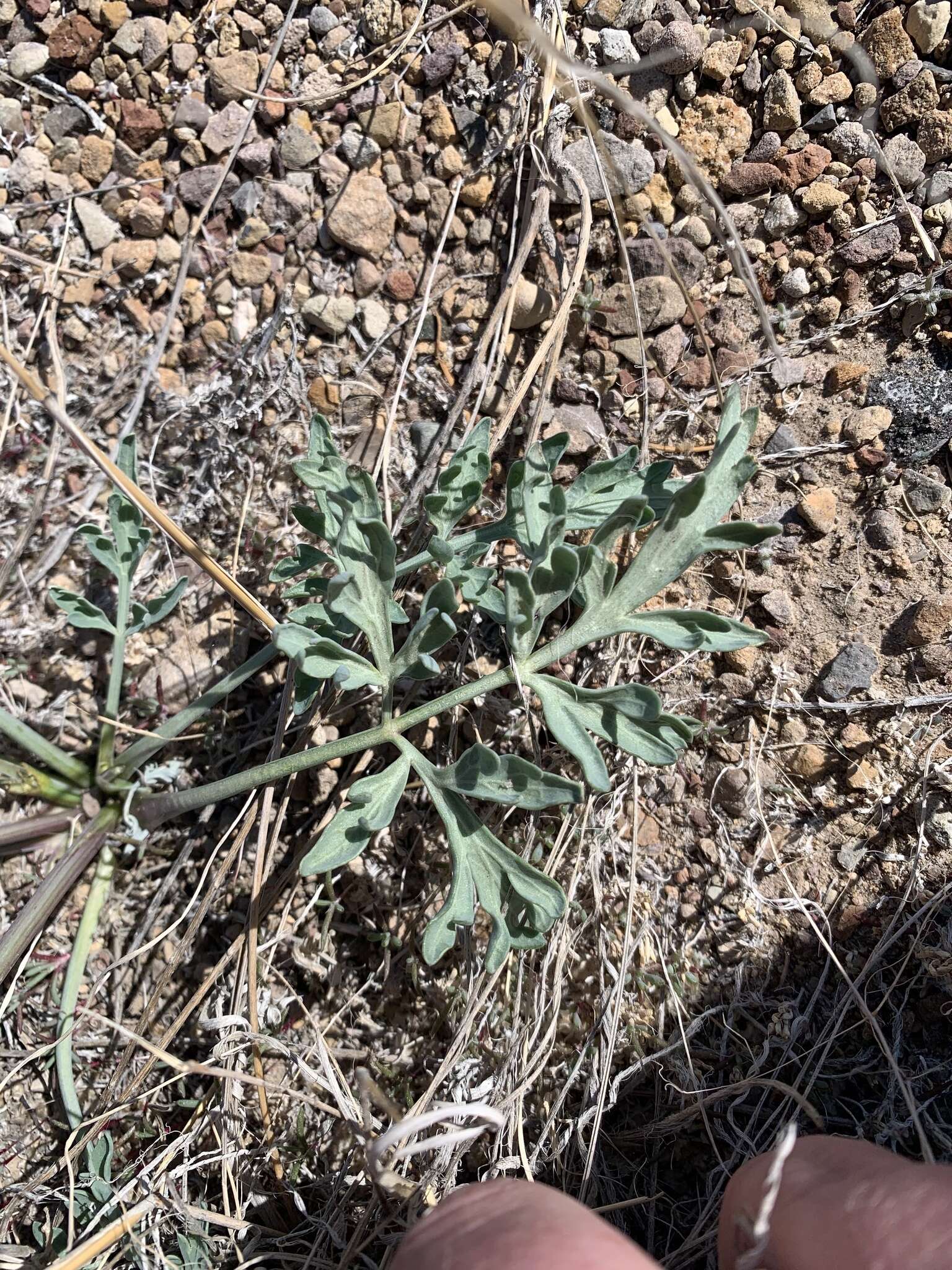 Image of bulbous springparsley