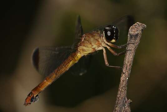 Image of Lyriothemis biappendiculata (Selys 1878)