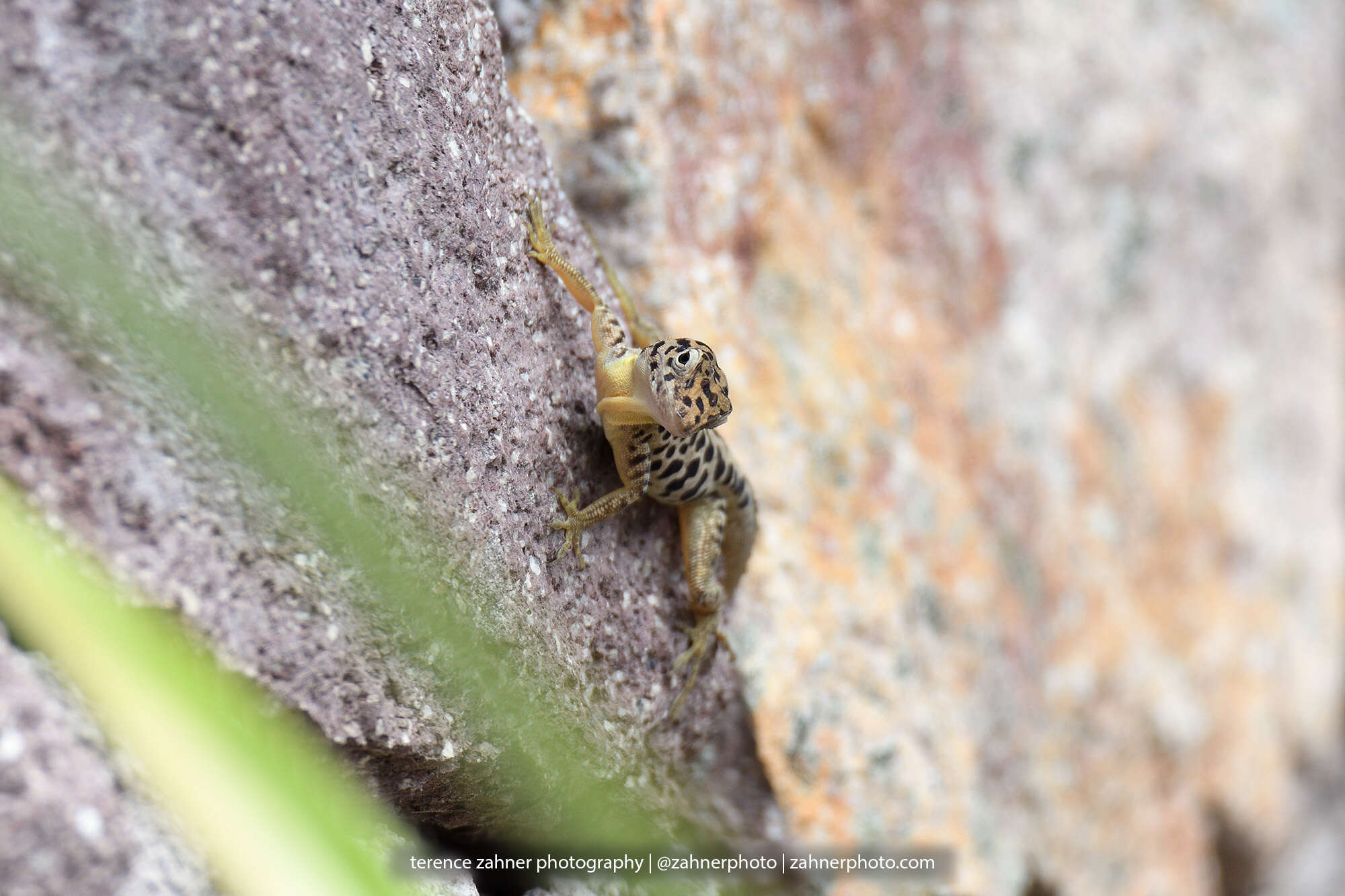 Image of Saban Anole