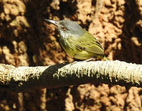 Image of Spotted Tody-Flycatcher