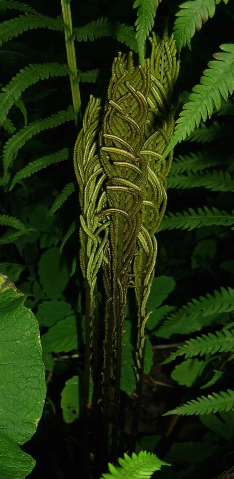 Image of ostrich fern
