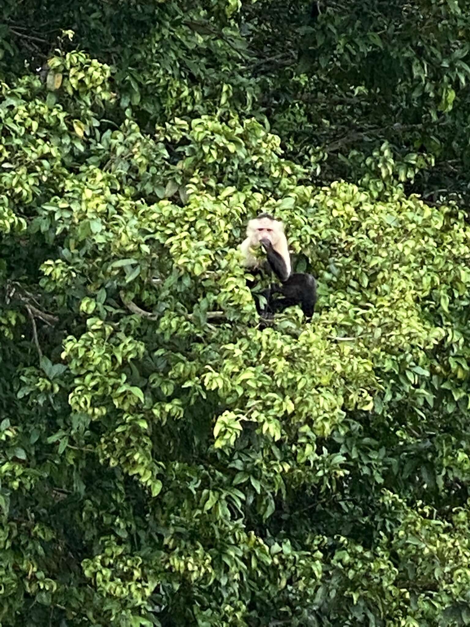 Image of white-faced capuchin