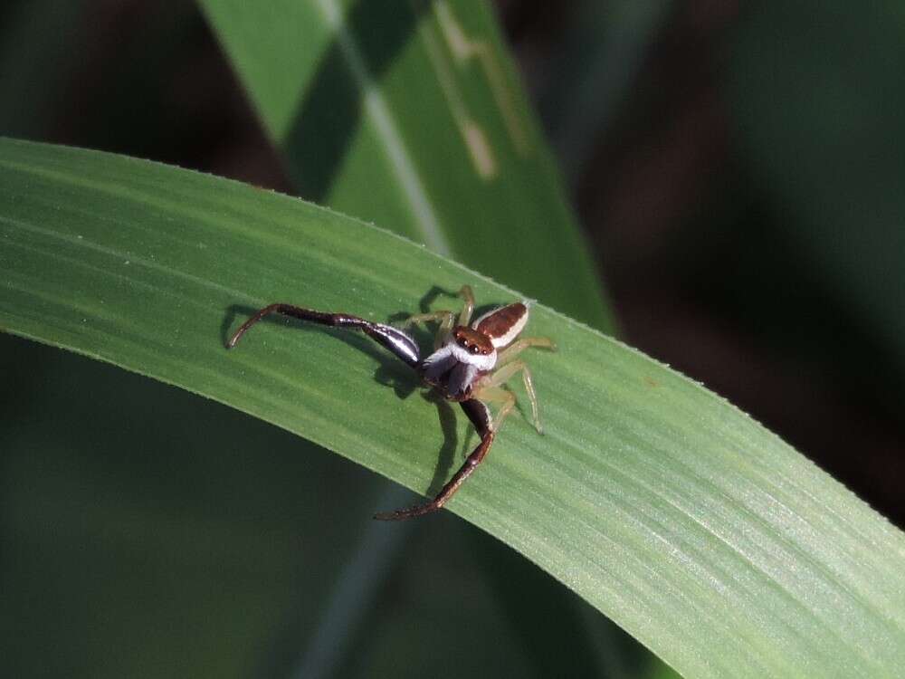 Image of Hentzia palmarum (Hentz 1832)