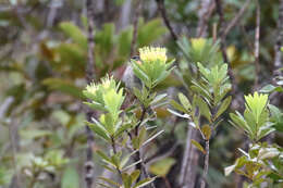 Plancia ëd <i>Gliciphila undulata</i>