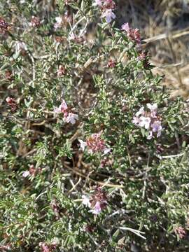 Image of Common Thyme