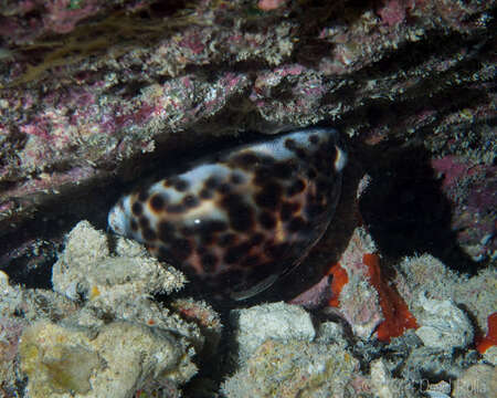 Image of Cypraea tigris schilderiana C. N. Cate 1961