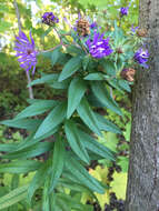 Image of Michaelmas daisy