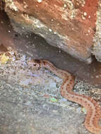 Image of brown-bellied snakes