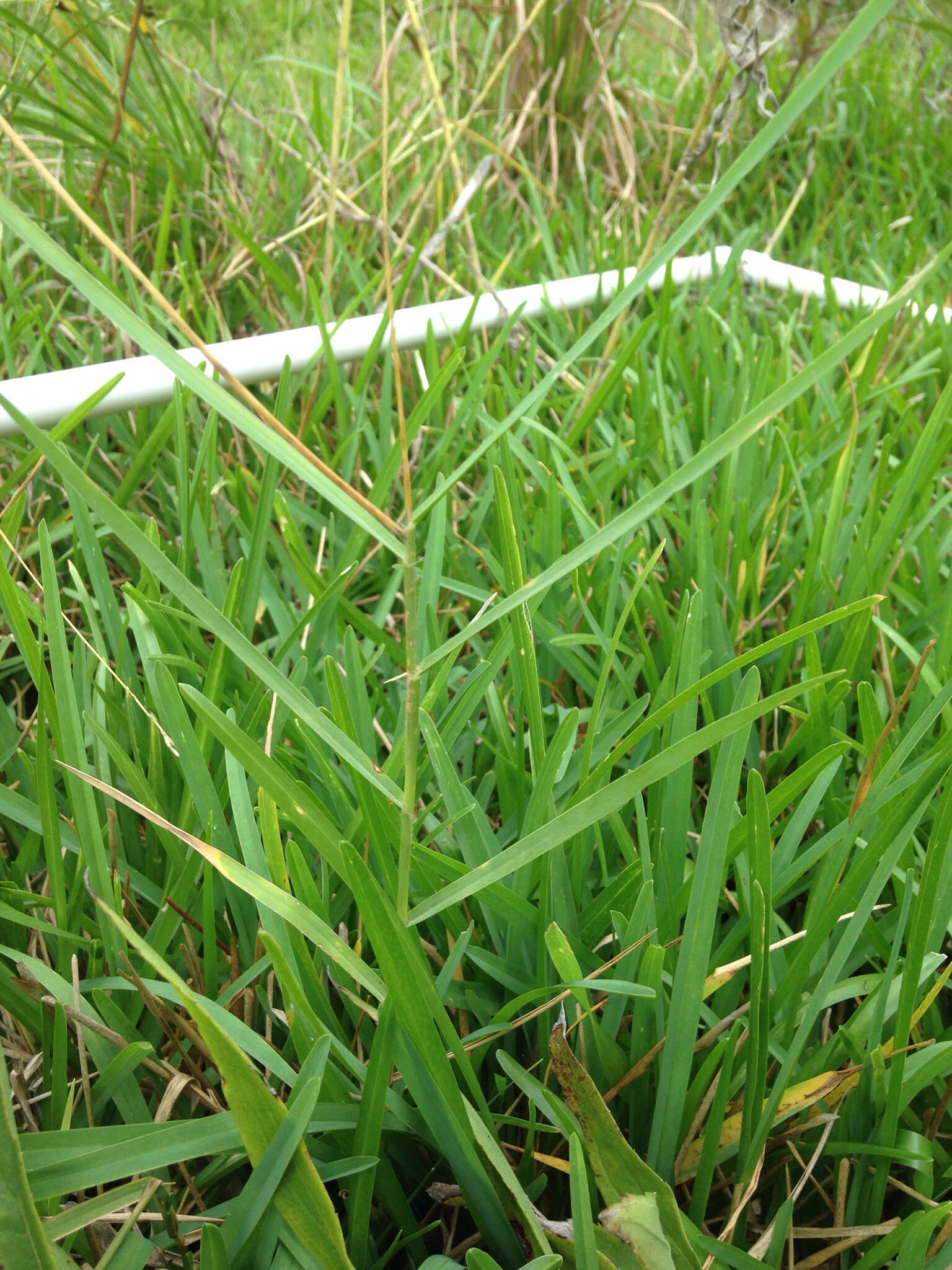 Image of torpedo grass