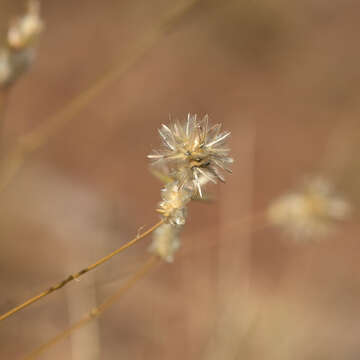 Image of Ptilotus fusiformis (R. Br.) Poir.