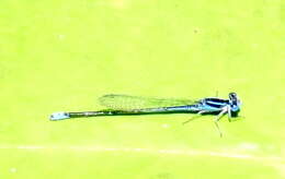 Image of Black-tailed Bluet