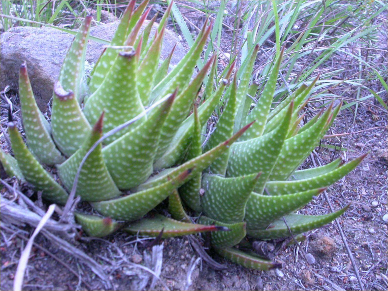 Image de Haworthia kingiana Poelln.