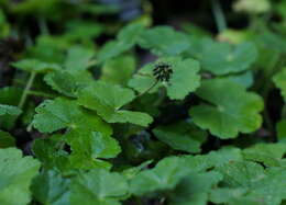 Image of Hydrocotyle setulosa Hayata