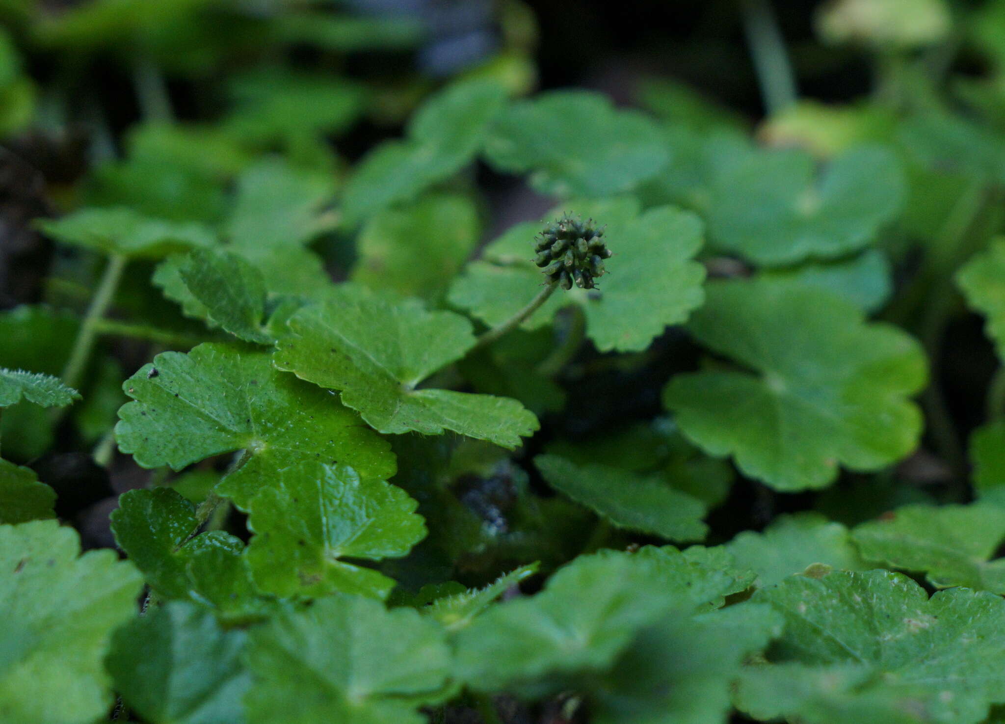 Image of Hydrocotyle setulosa Hayata