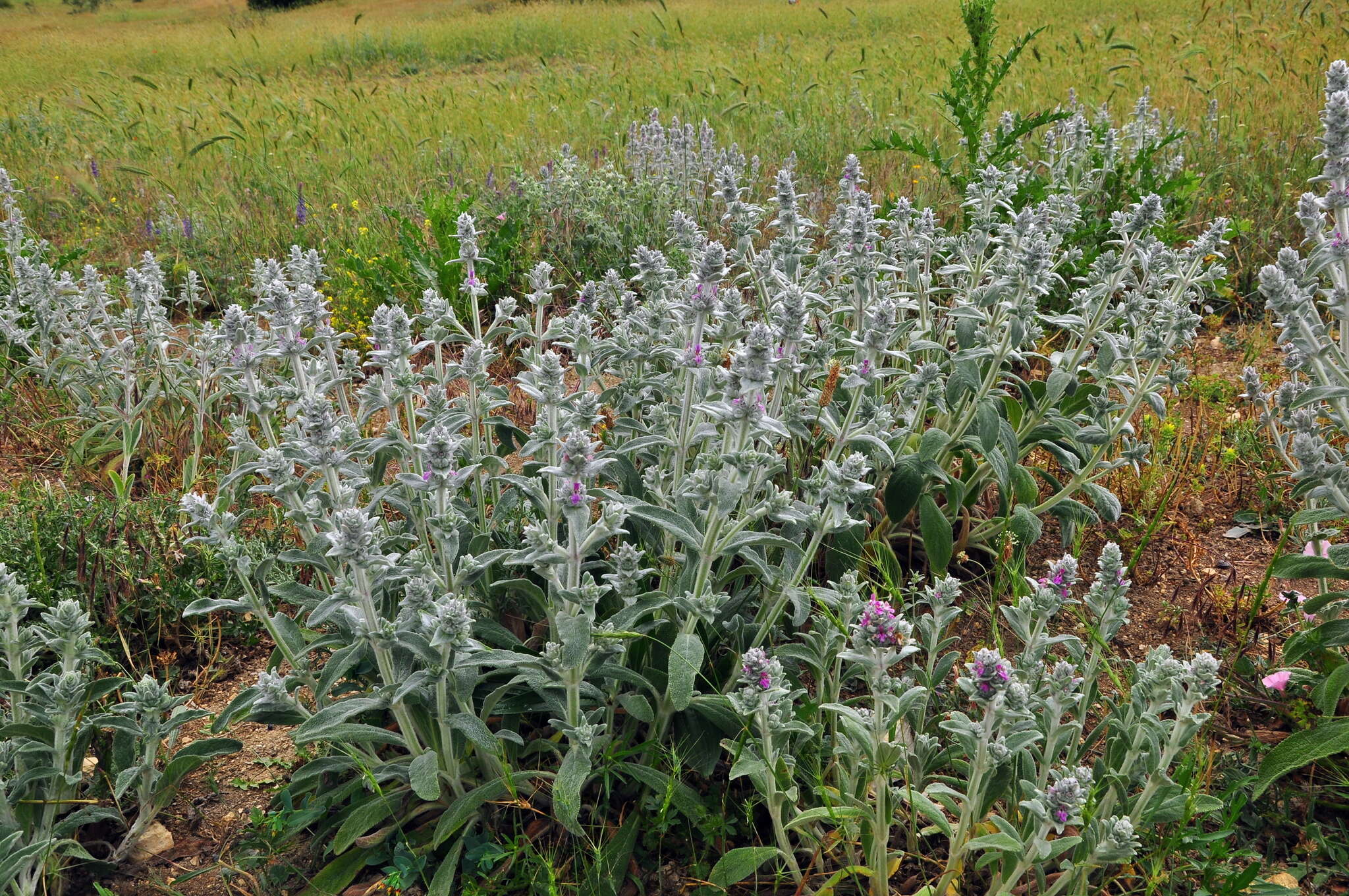 Stachys cretica L. resmi