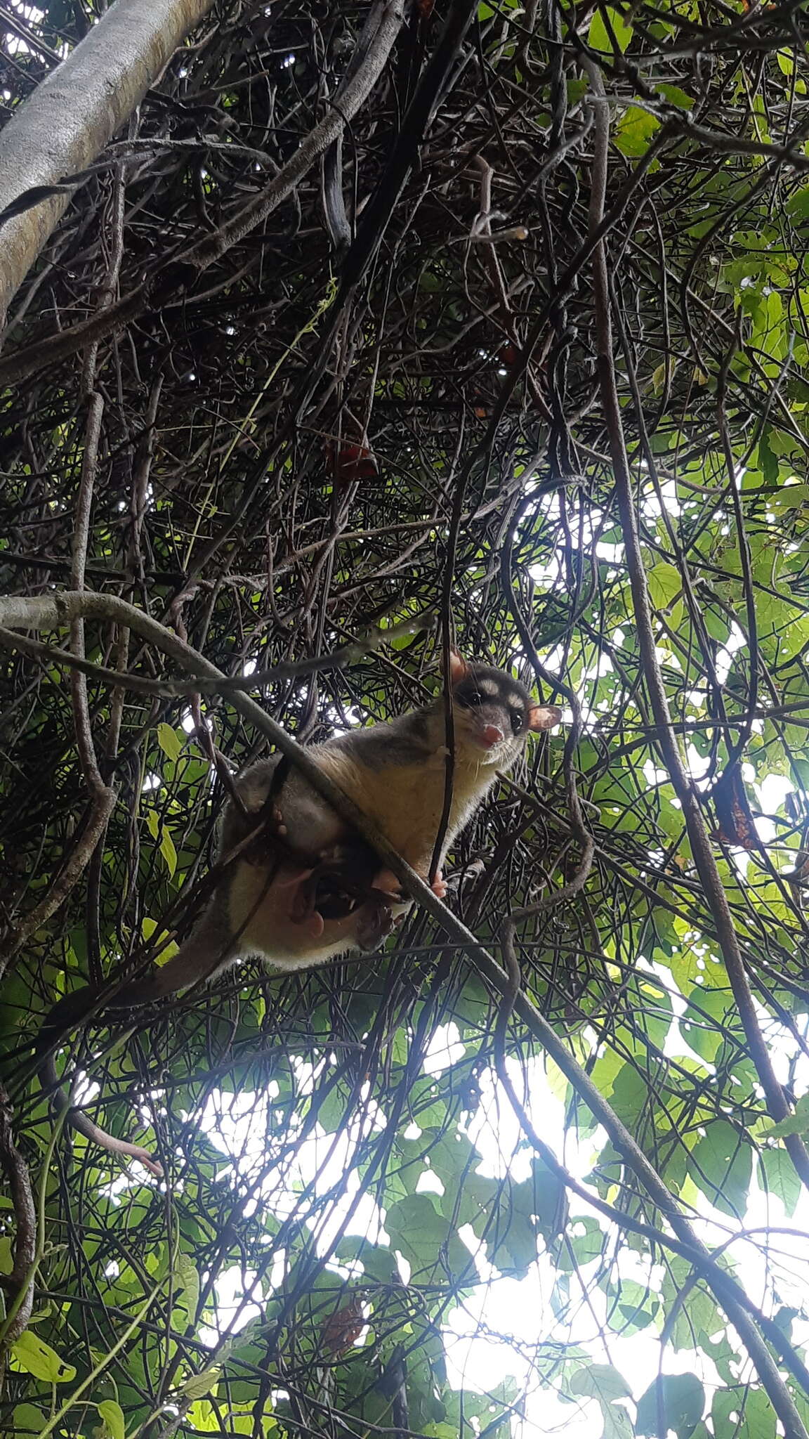 Image of Southeastern Four-eyed Opossum