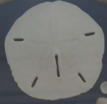 Image of Sand dollar