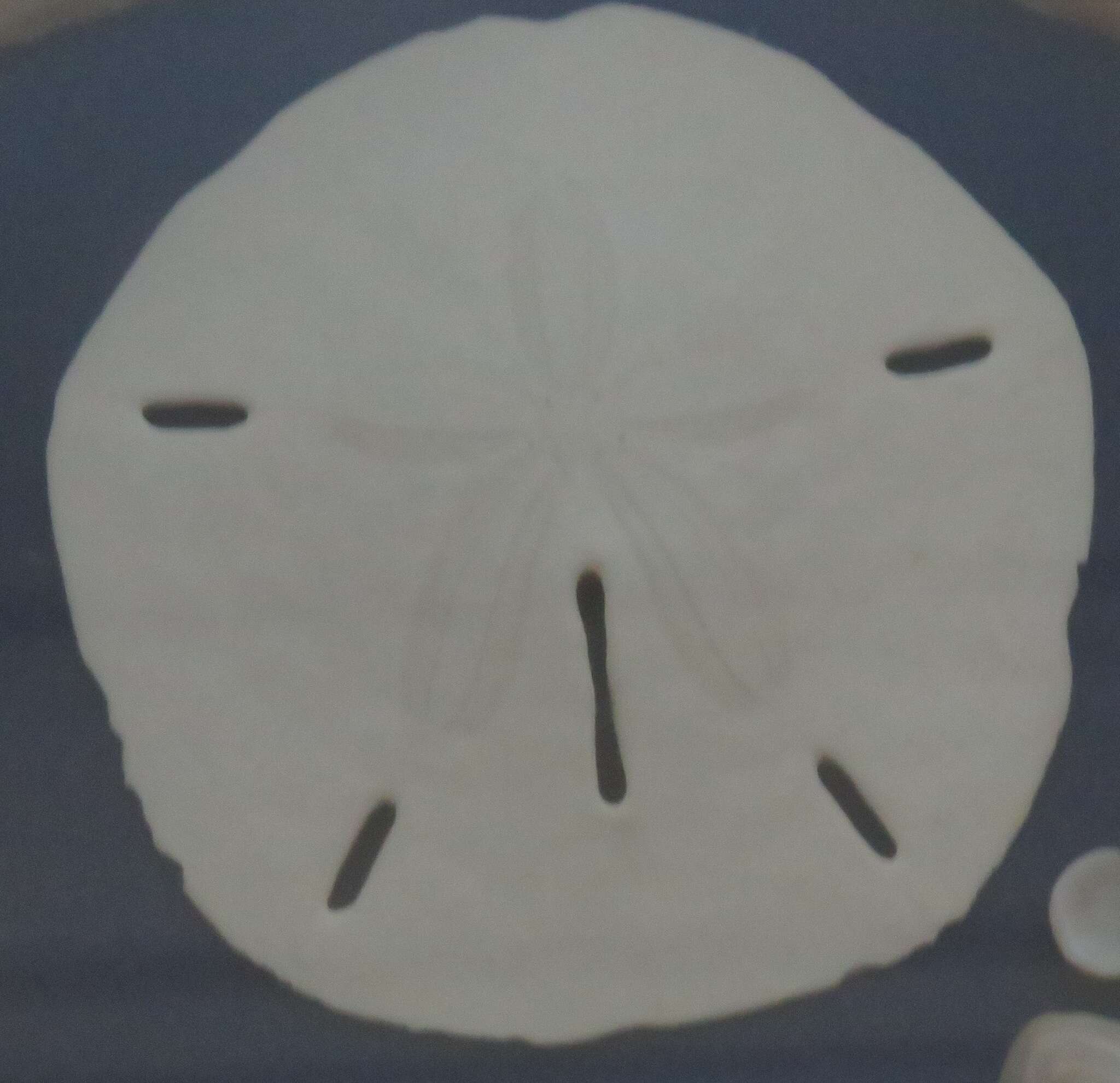 Image of Sand dollar