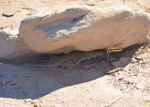 Image of Colorado Desert Fringe-toed Lizard