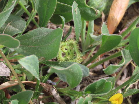 Plancia ëd Scorpiurus muricatus L.