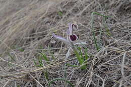 Слика од Iris narynensis O. Fedtsch.