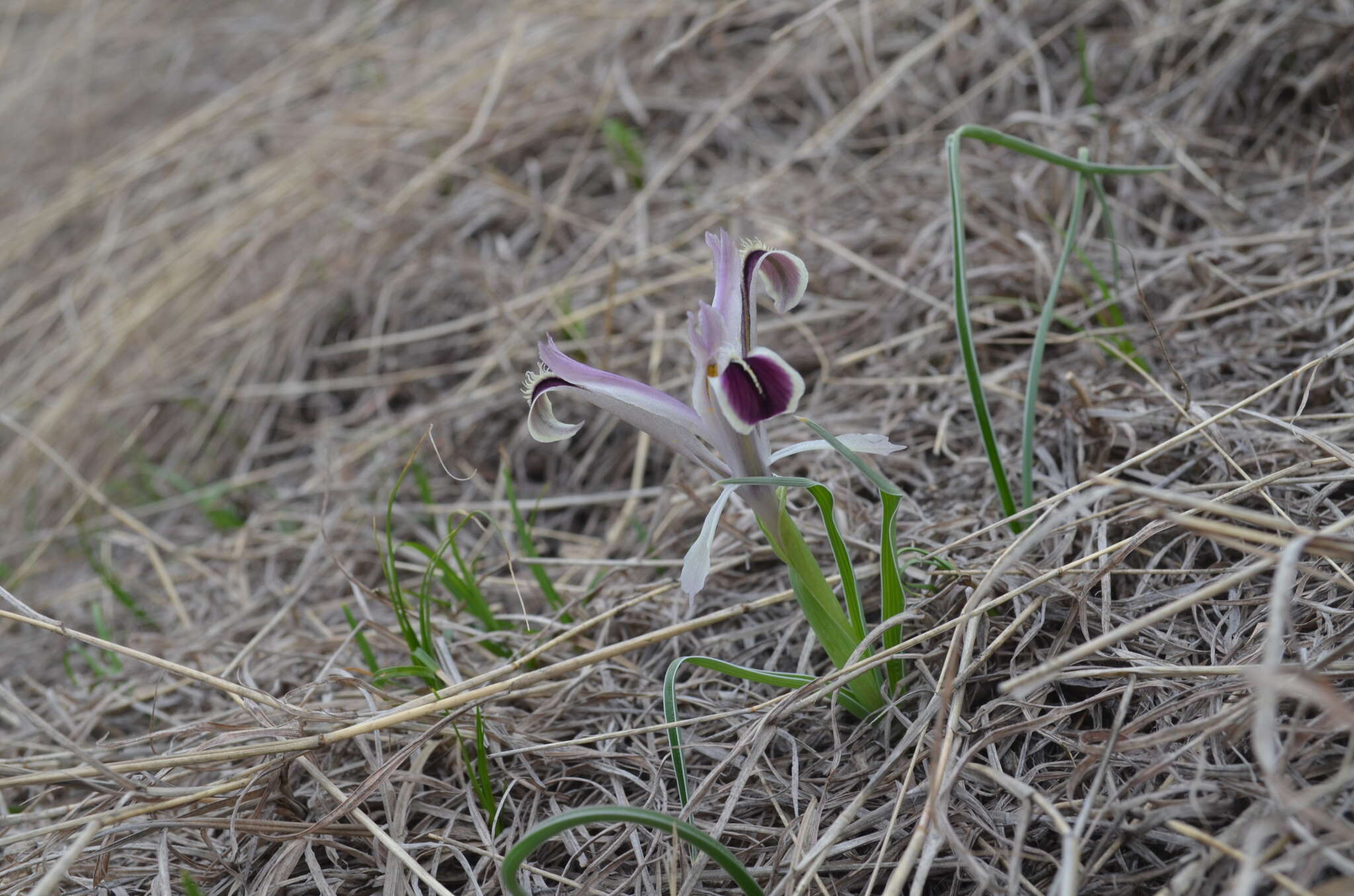 Слика од Iris narynensis O. Fedtsch.