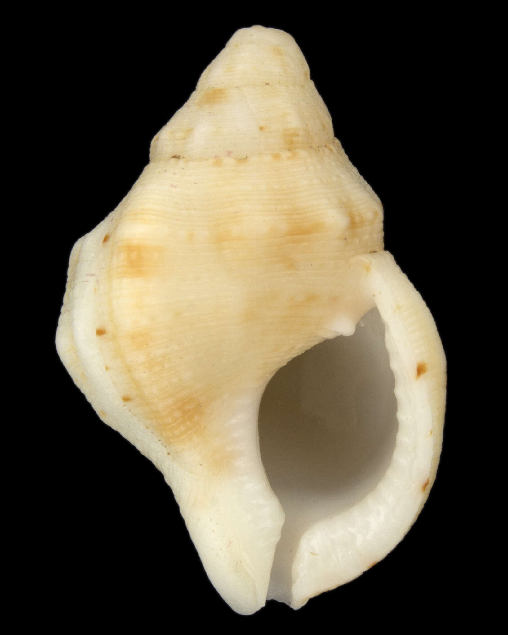 Image of Austrotriton bassi (Angas 1869)