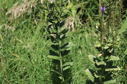 Image de Verbena stricta Vent.