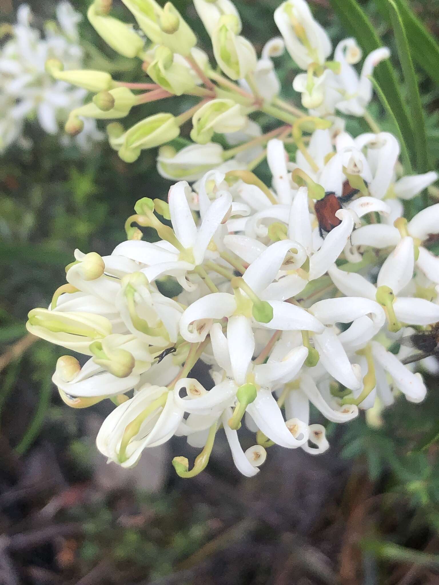 Image of Lomatia polymorpha R. Br.