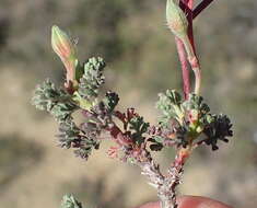 Image of Pelargonium abrotanifolium (L. fil.) Jacq.