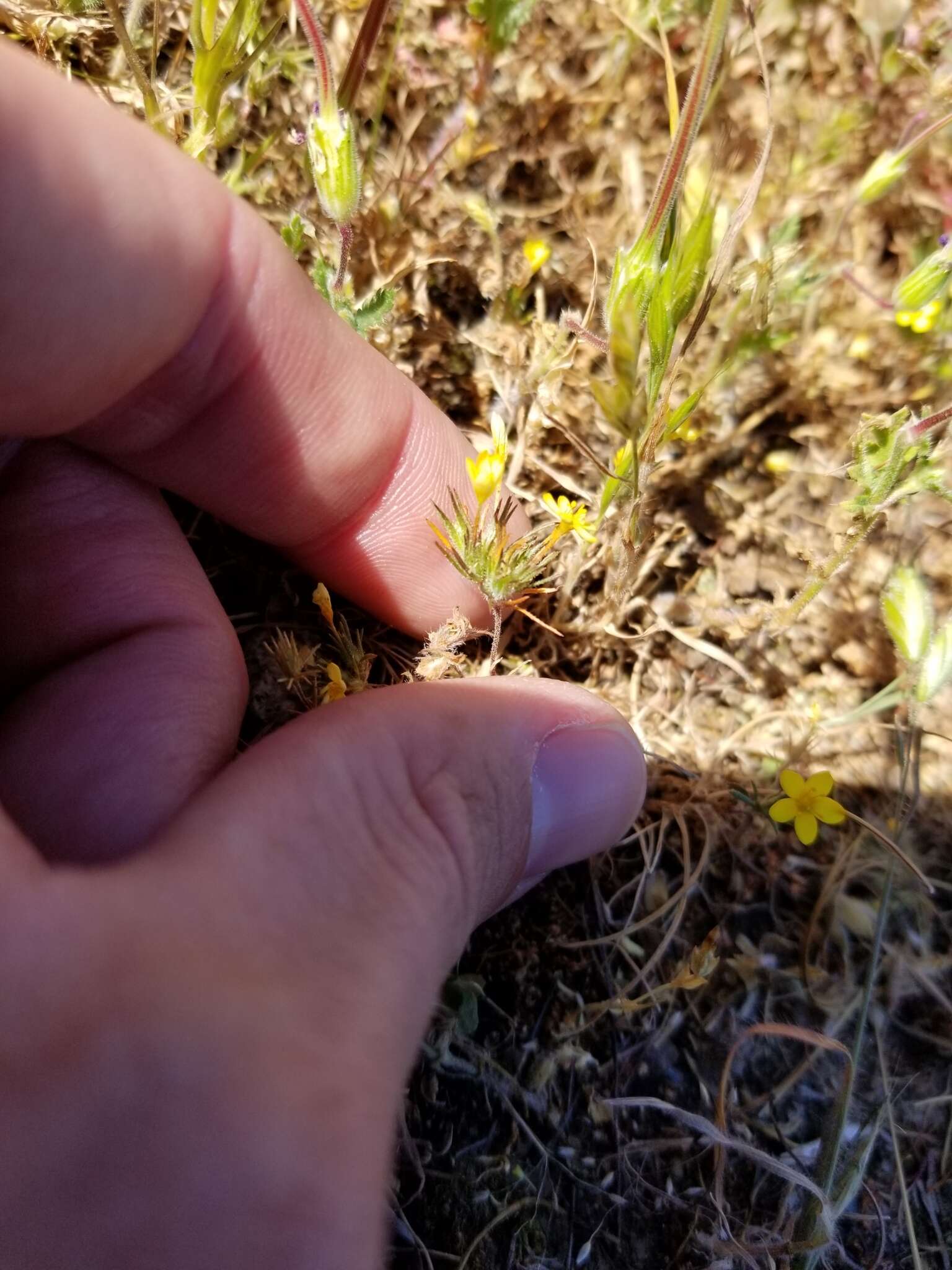 Image of bristly linanthus